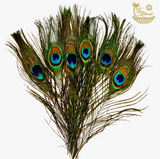 GM-Peacock Feathers For Smudging
