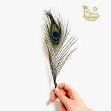 GM-Peacock Feathers For Smudging