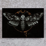 BSA-Death's Head Moth 8x10 Prints